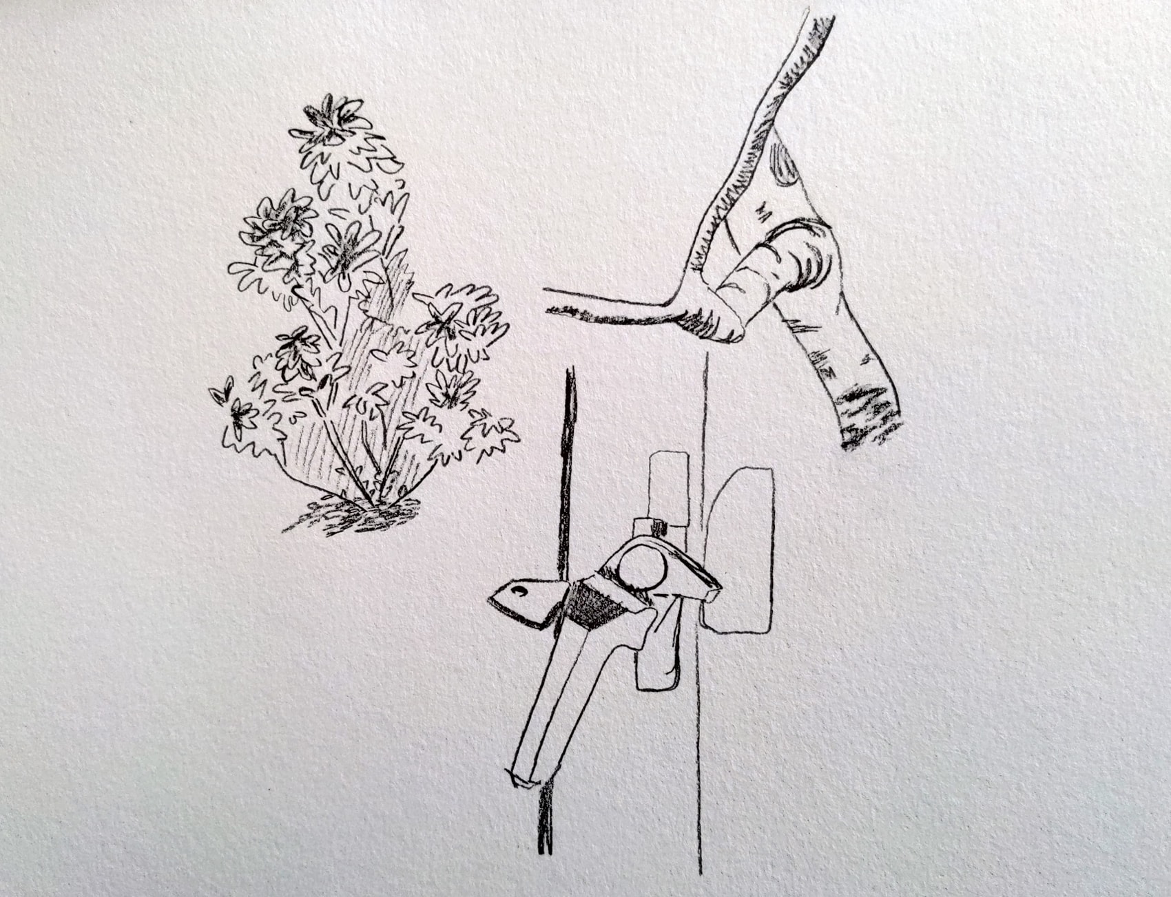 Three pencil drawings. First is of a plant, the next is of the branches of a tree and the last is the handle of a window with a key sticking out.